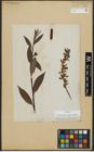Foto von Salix alba subsp. vitellina (L.) Arcang.